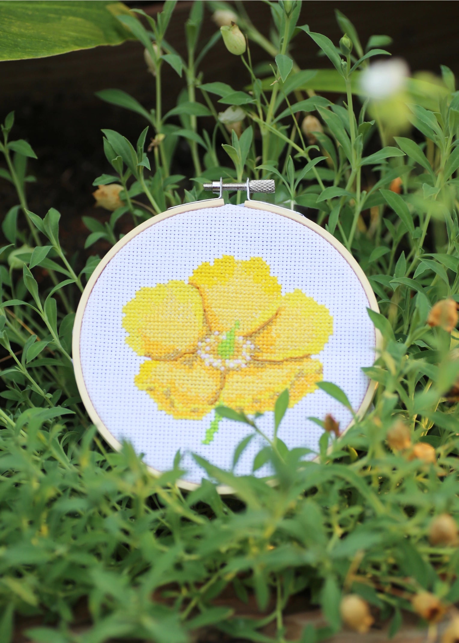 RHS Cross Stitch Kit : Hypericum