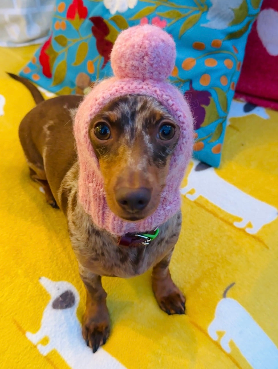 Mini Dog Pompom Hat Knitting Kit