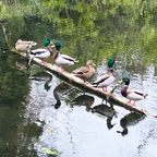 Donnie at the Duck Pond Shawl / Wrap Knitting Kit Pack