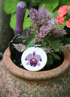 RHS Embroidery Hoop Kit x 4 : Orchids