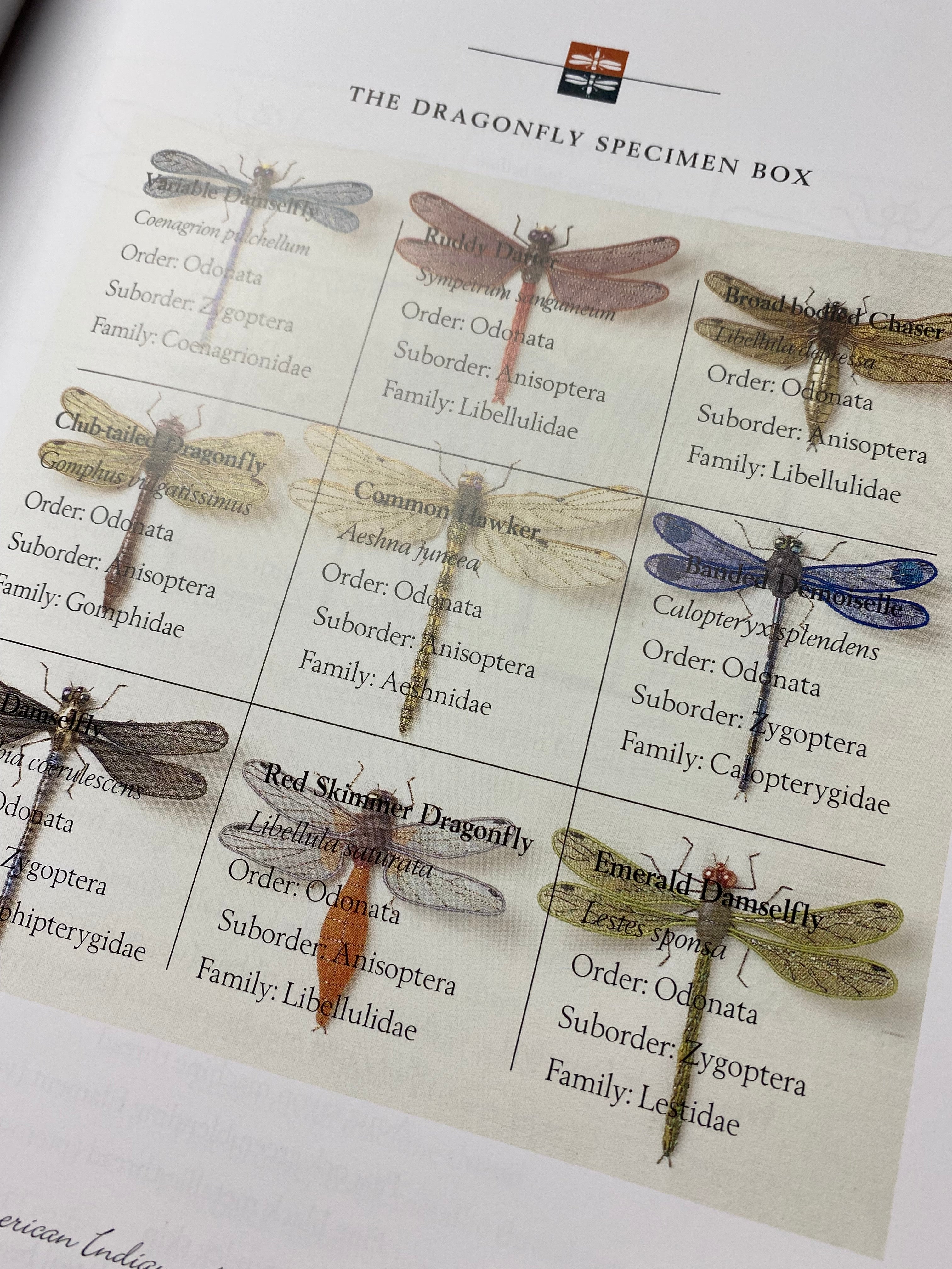 Stumpwork Dragonflies by Jane Nicholas