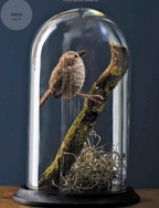 Crocheted Birds: A Flock of Feathered Friends to Make